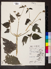 Melanthera nivea image