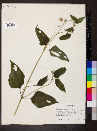 Melanthera nivea image