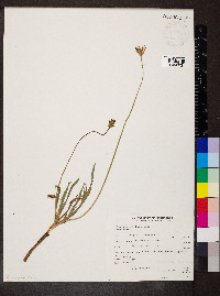 Microseris laciniata image