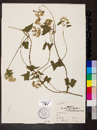 Mikania batatifolia image