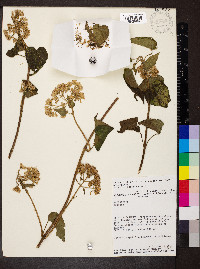Mikania micrantha image