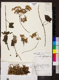 Mikania micrantha image