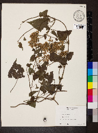 Mikania micrantha image