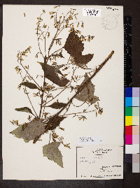 Nabalus altissimus image