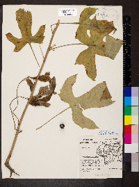Nabalus altissimus image