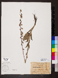 Nabalus autumnalis image