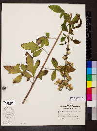 Nabalus trifoliolatus image