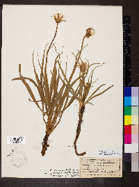 Nothocalais cuspidata image