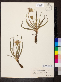 Nothocalais cuspidata image