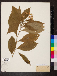 Oclemena acuminata image