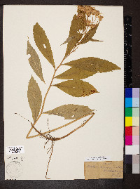 Oclemena acuminata image