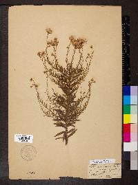 Oclemena nemoralis image