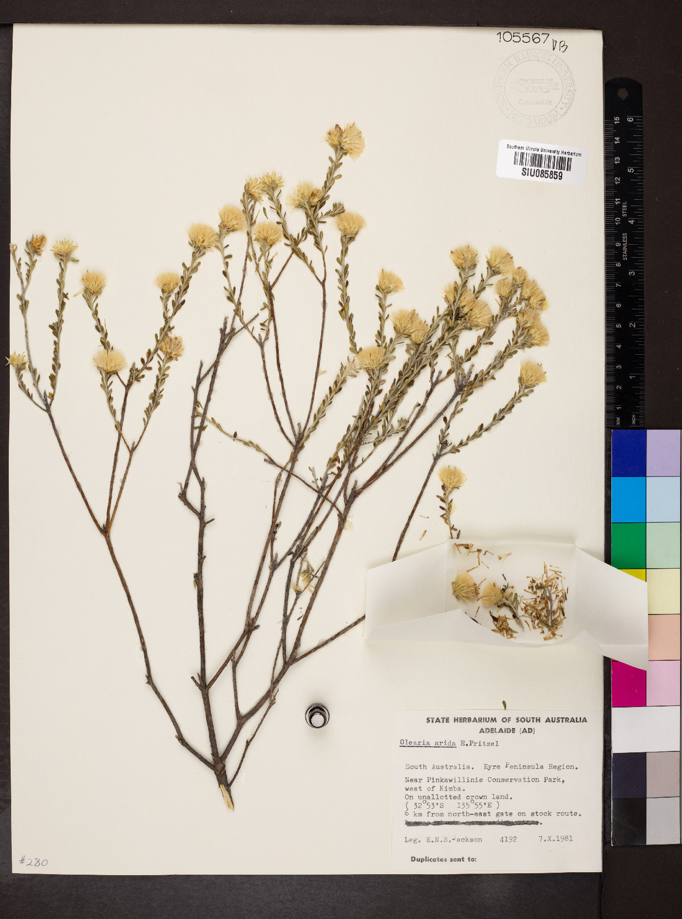Olearia arida image