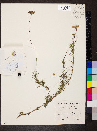 Vicinia ciliata image