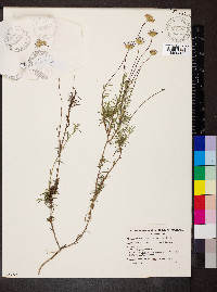 Vicinia ciliata image