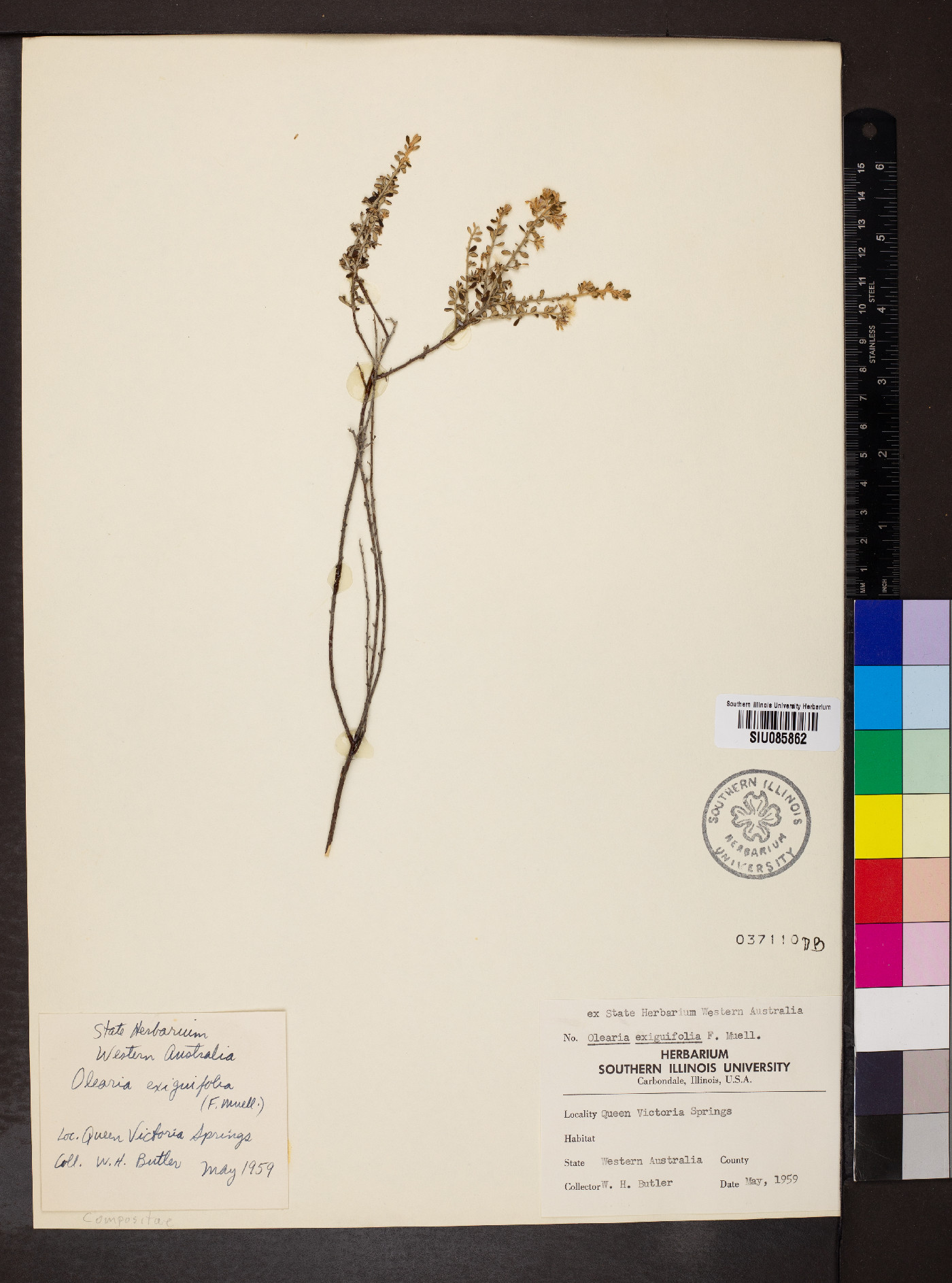 Olearia exiguifolia image