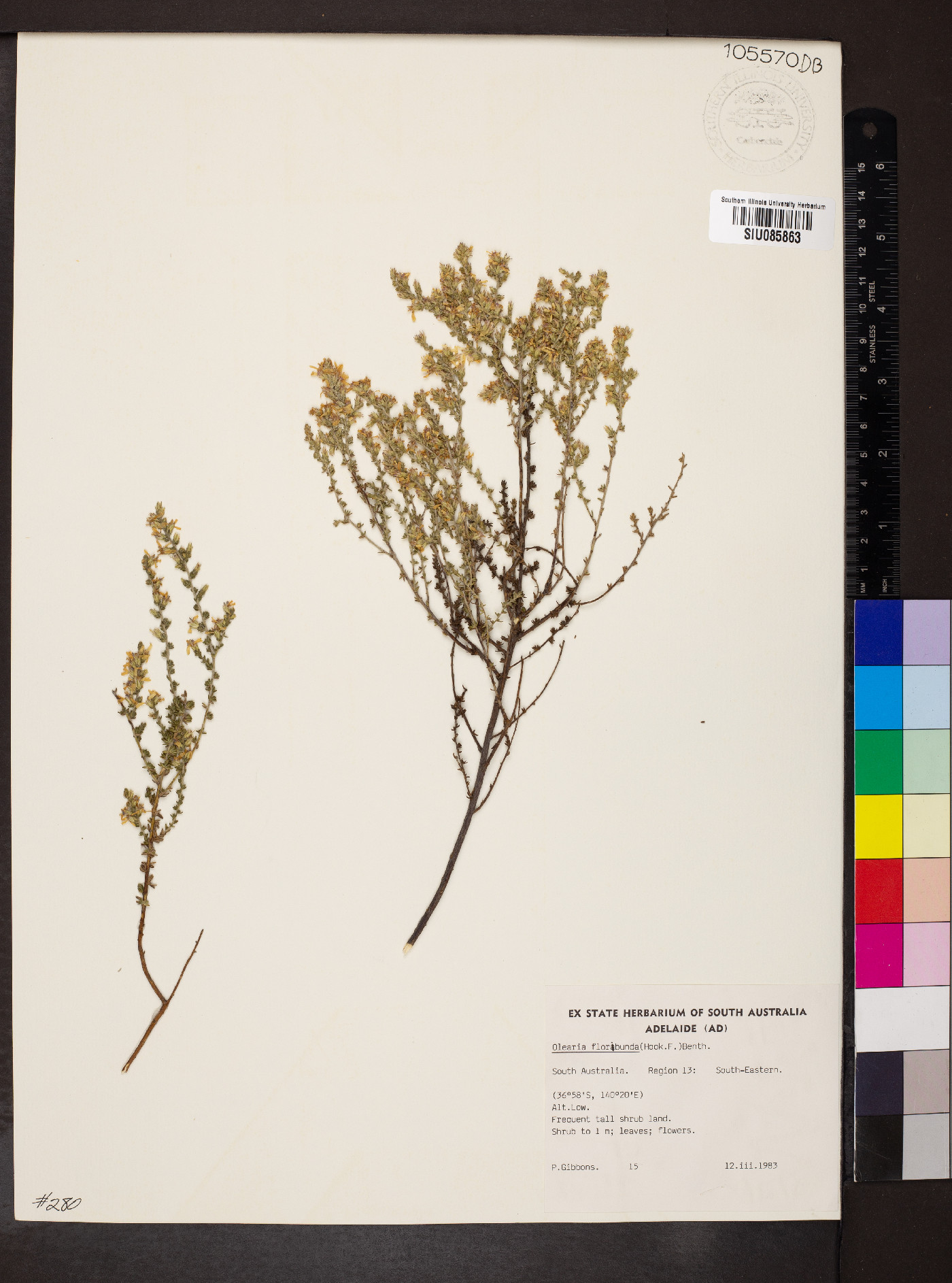 Olearia floribunda image