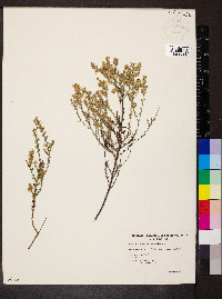 Olearia floribunda image