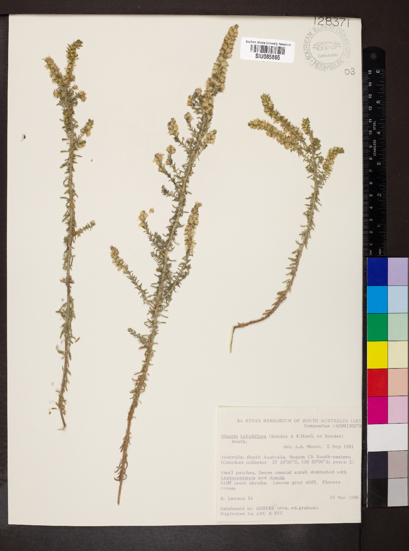 Olearia tubuliflora image