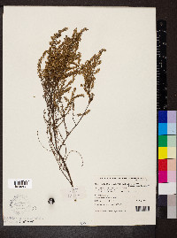 Olearia tubuliflora image