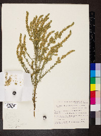 Olearia tubuliflora image