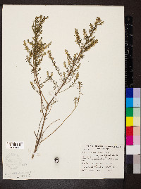 Olearia ramulosa image