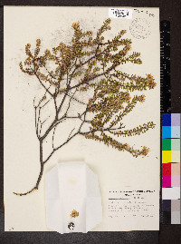 Olearia pimeleoides image