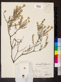 Olearia pimeleoides image