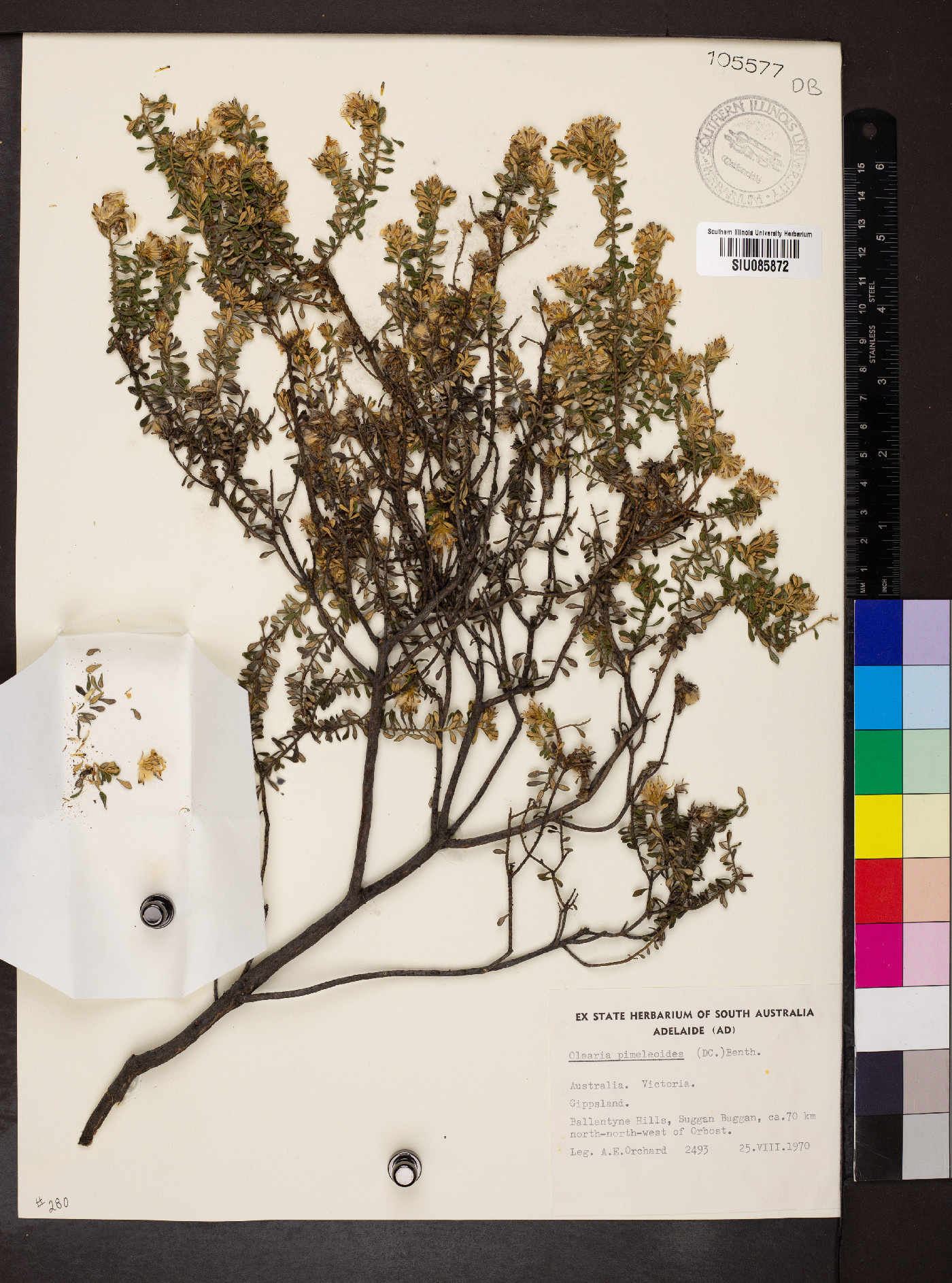 Olearia pimeleoides image