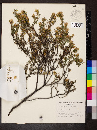 Olearia pimeleoides image