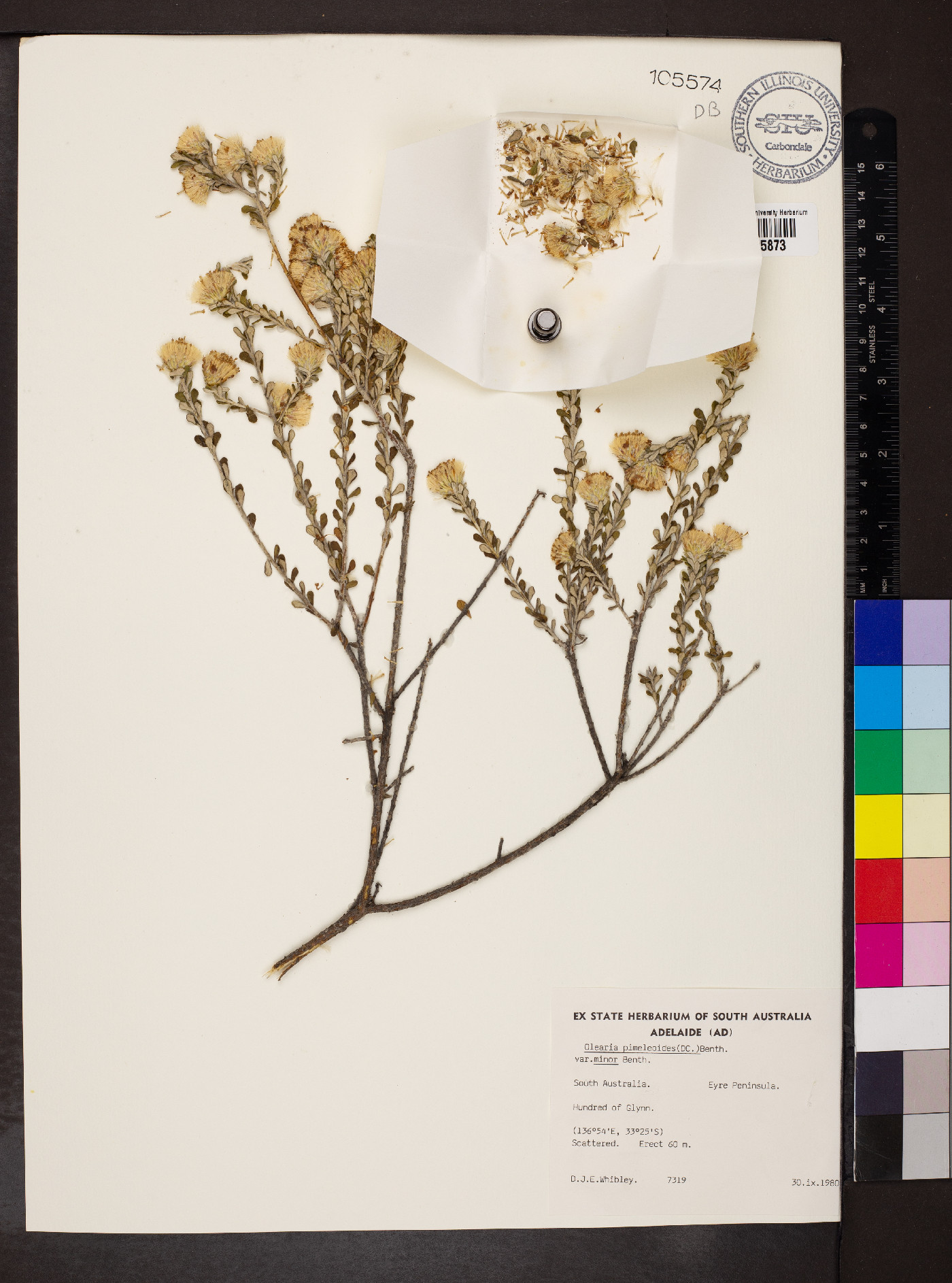 Olearia minor image