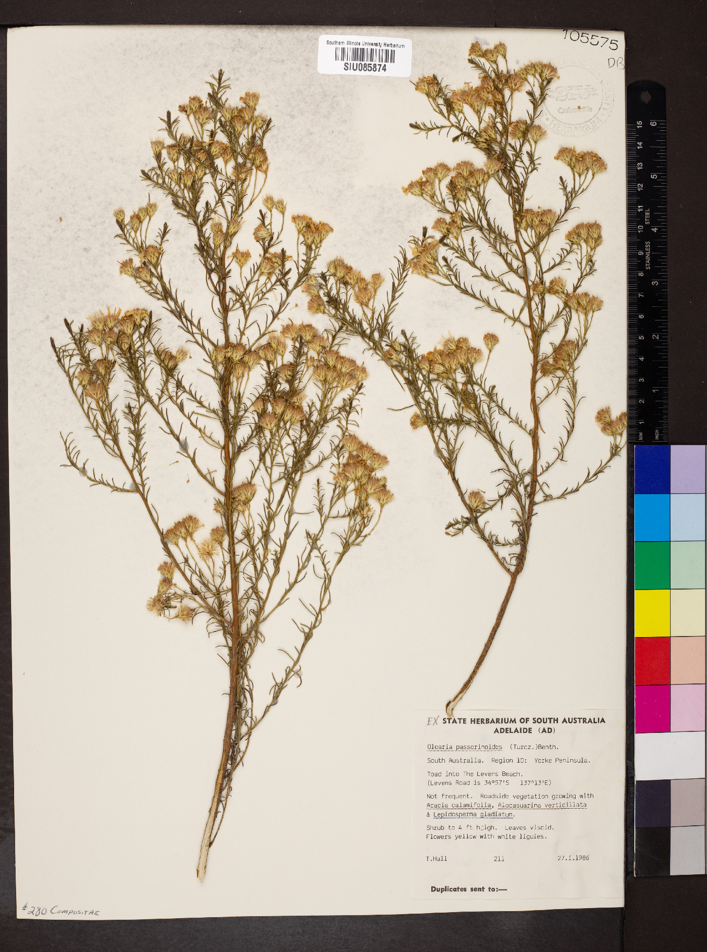 Olearia passerinoides image