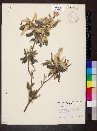 Olearia pannosa image