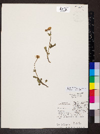 Packera cymbalaria image