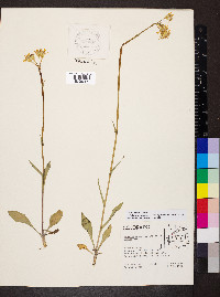 Packera neomexicana var. mutabilis image