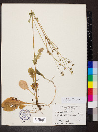 Packera obovata image