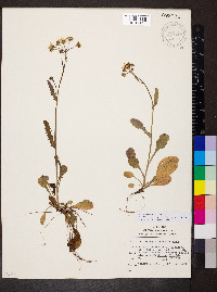 Packera obovata image