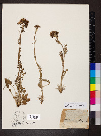 Packera plattensis image