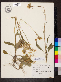 Packera tomentosa image