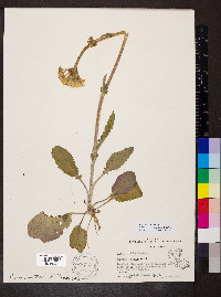 Packera tomentosa image