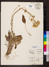 Packera tomentosa image