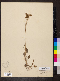 Packera tomentosa image