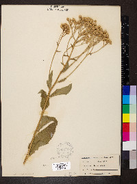 Parthenium integrifolium image