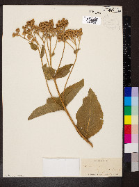 Parthenium integrifolium image