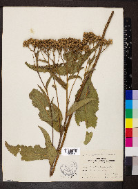 Parthenium integrifolium image