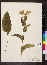Parthenium integrifolium image