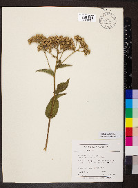 Parthenium integrifolium image