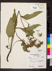 Parthenium integrifolium image