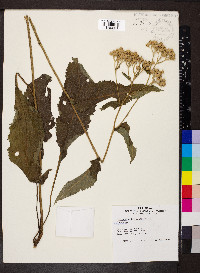 Parthenium integrifolium image