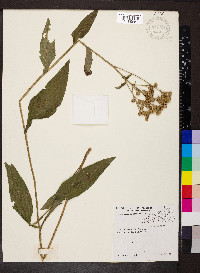 Parthenium integrifolium image